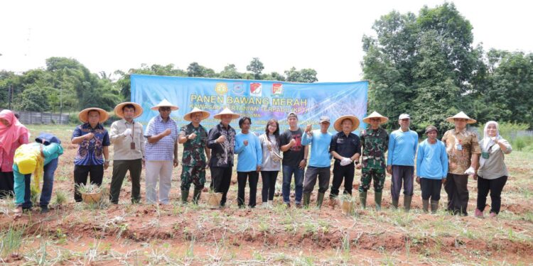 DKP3 Tangsel Panen Bawang Merah, Wujud Kemandirian Pangan