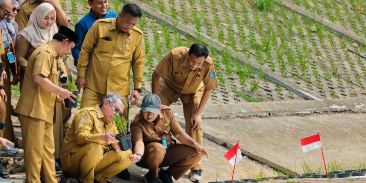 Pemkot Tangsel Uji Coba Tanam Padi Apung di Tandon Ciater
